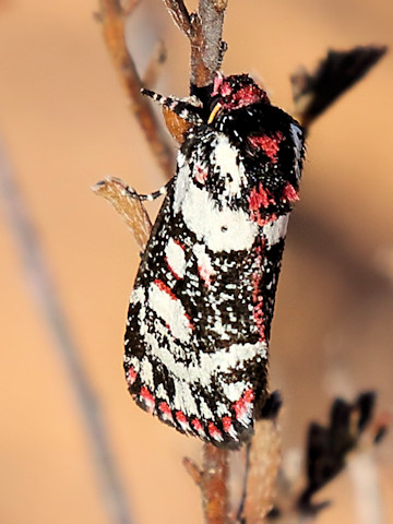 Noctuid Moth (Cremnophora angasii) (Cremnophora angasii)